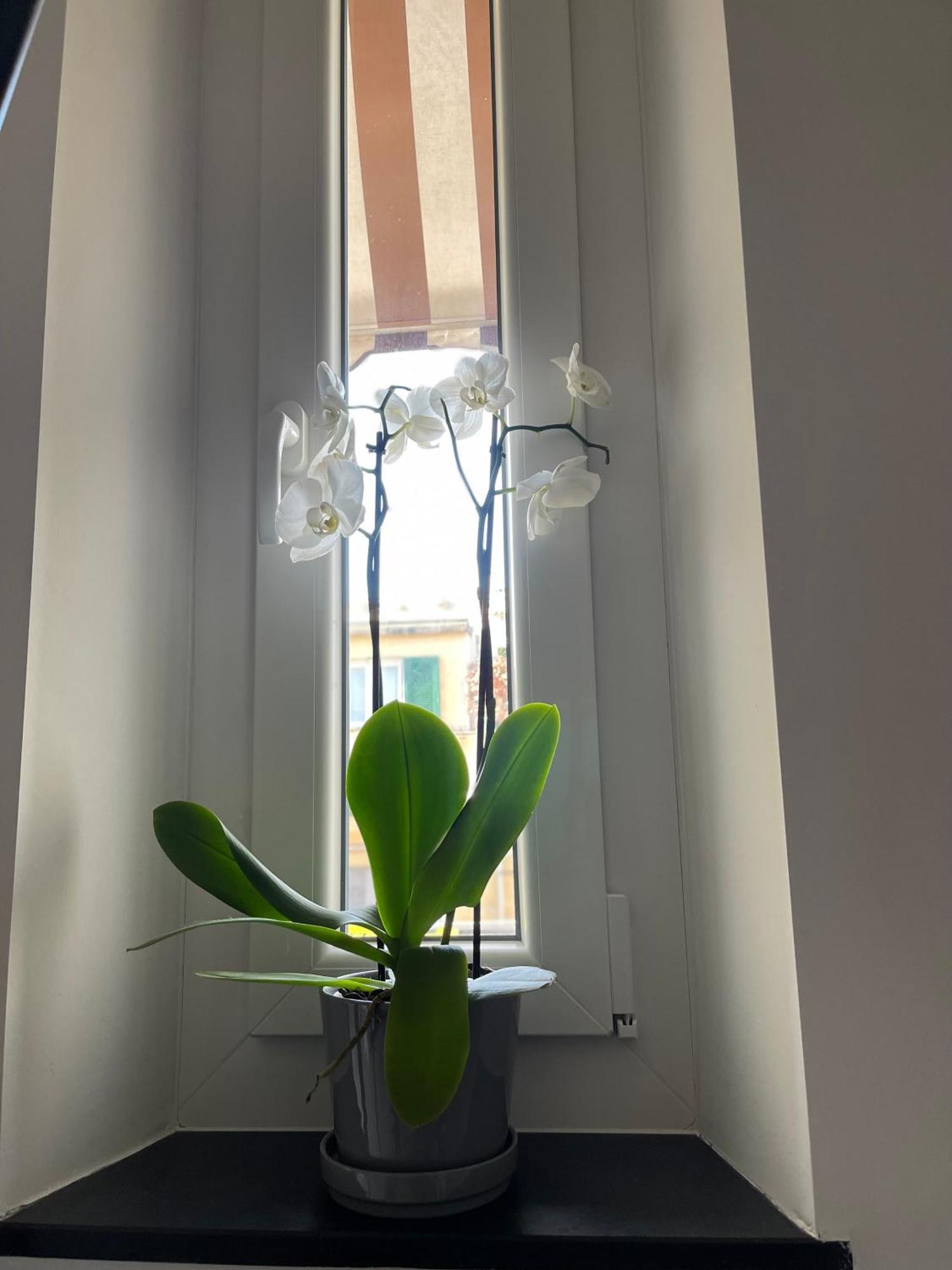 Casa Ideale Apartment *